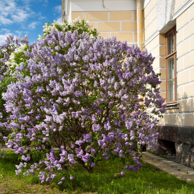 Lilac - Akers James