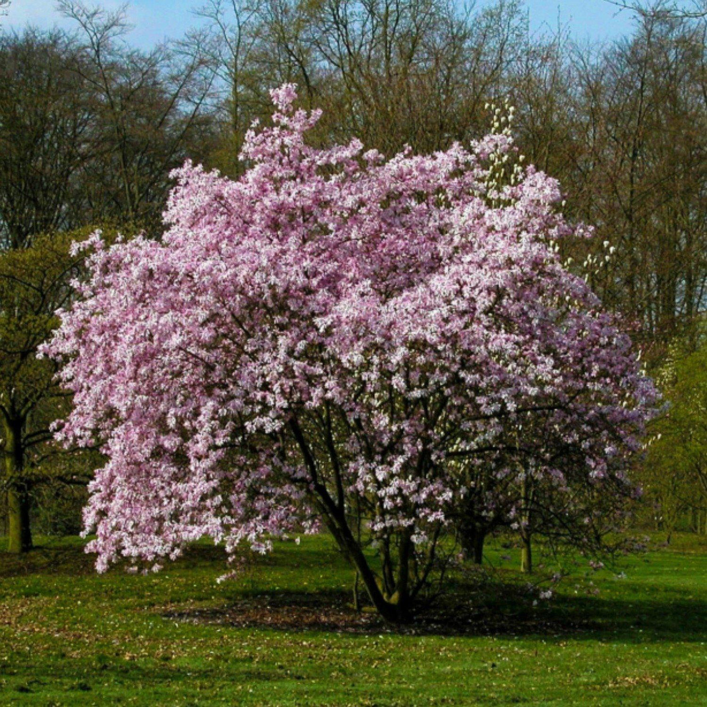 The Living Urn with a Voucher for a Tree - Messenger