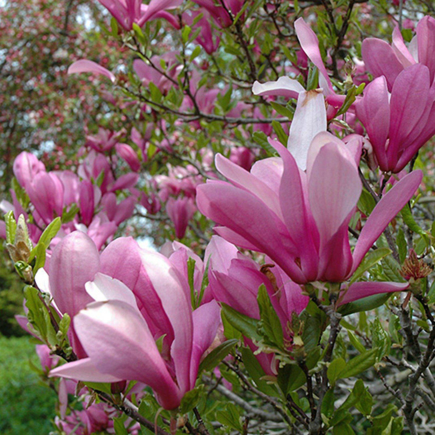 The Living Urn with a Voucher for a Tree - Heaven Bound