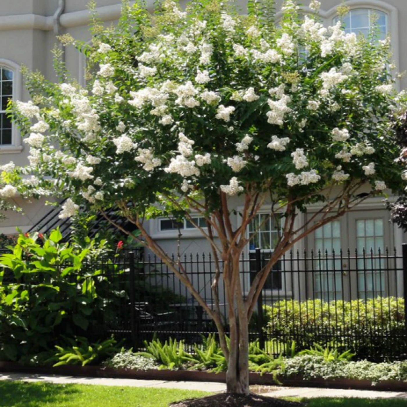 Crape Myrtle (White) - Belk