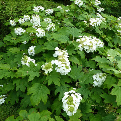 Oakleaf Hydrangea - Akers James