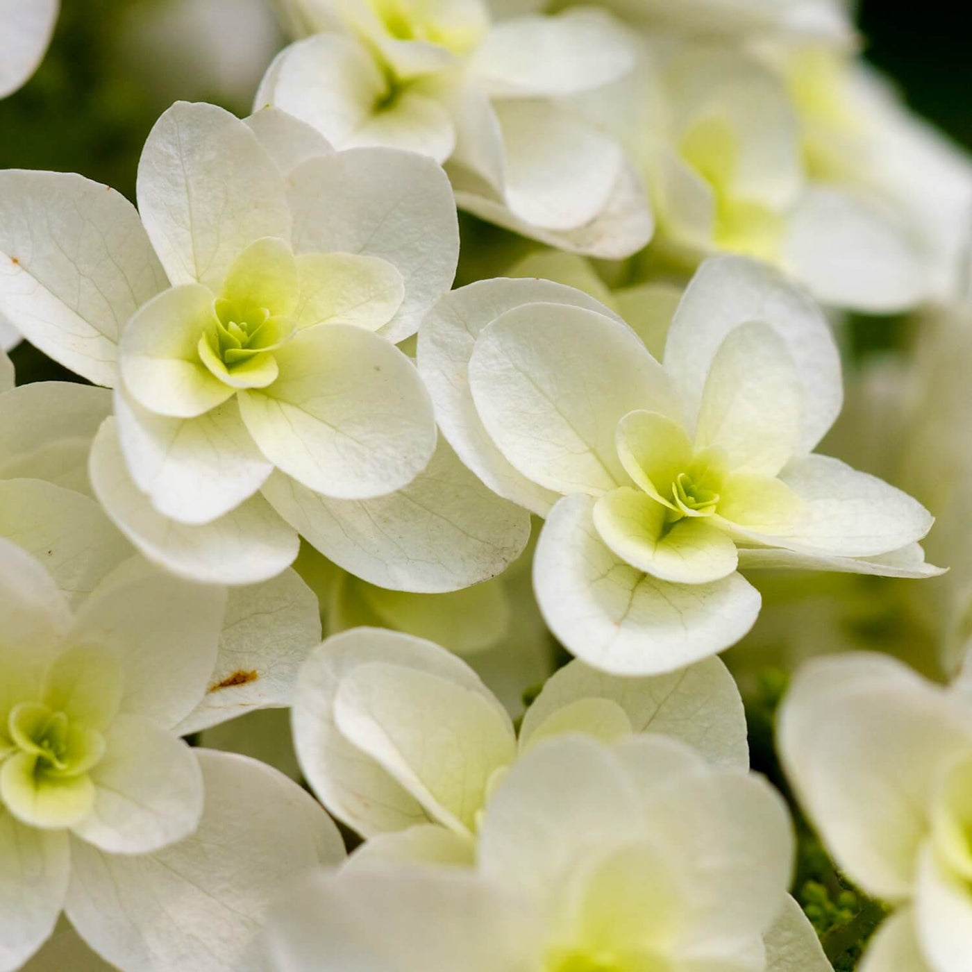 Oakleaf Hydrangea - Akers James