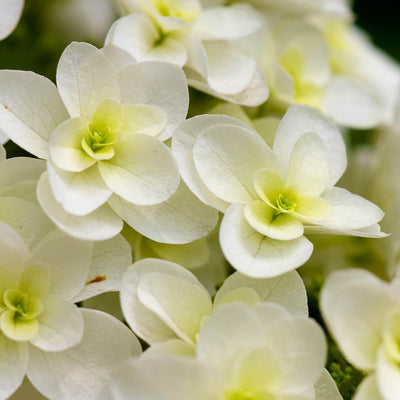 Oakleaf Hydrangea - Belk