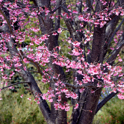 Okame Flowering Cherry - Akers James