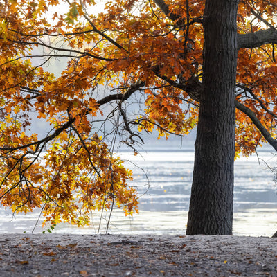 Pin Oak - Messenger