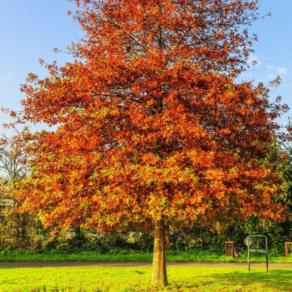 Pin Oak