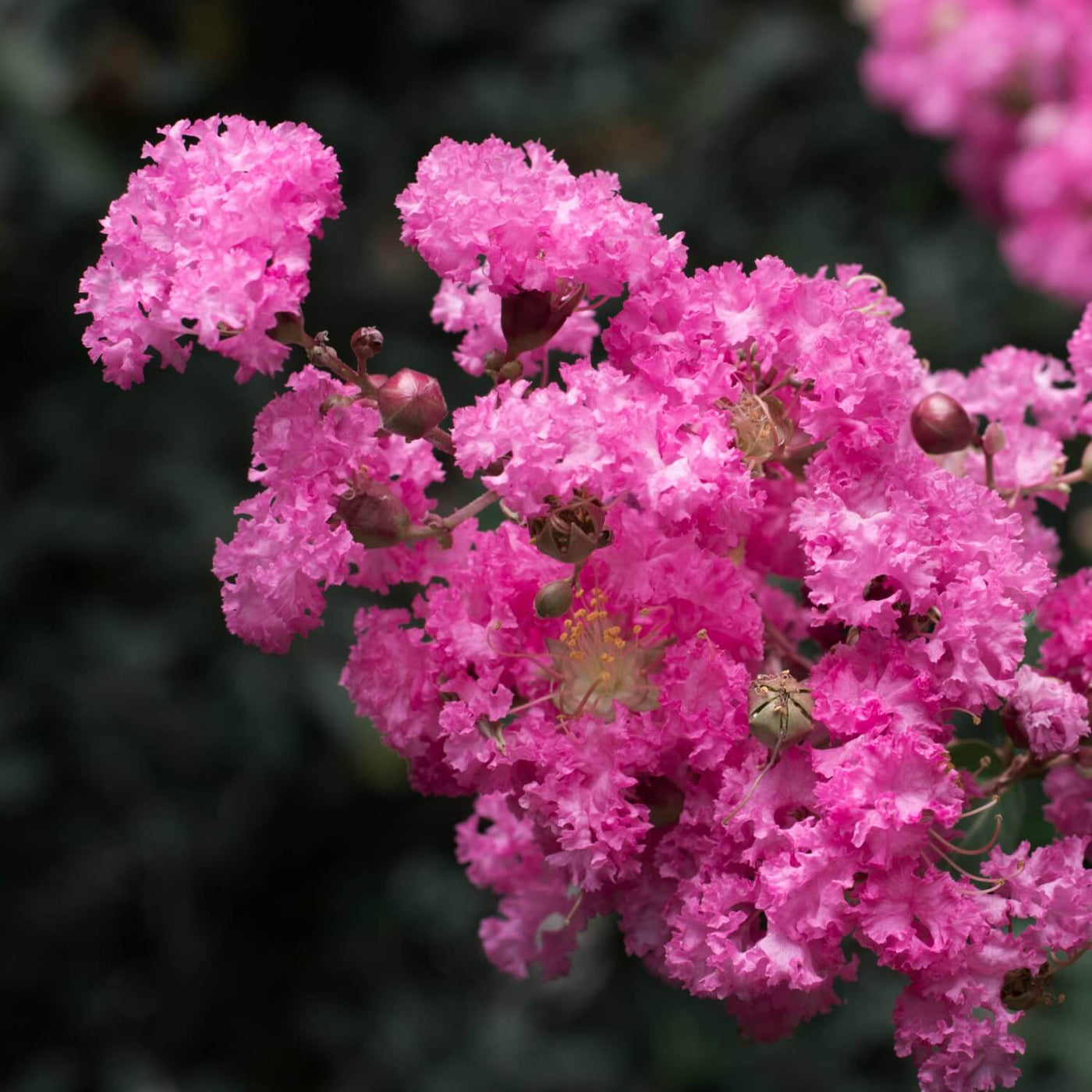 Crape Myrtle (Pink) - Heaven Bound