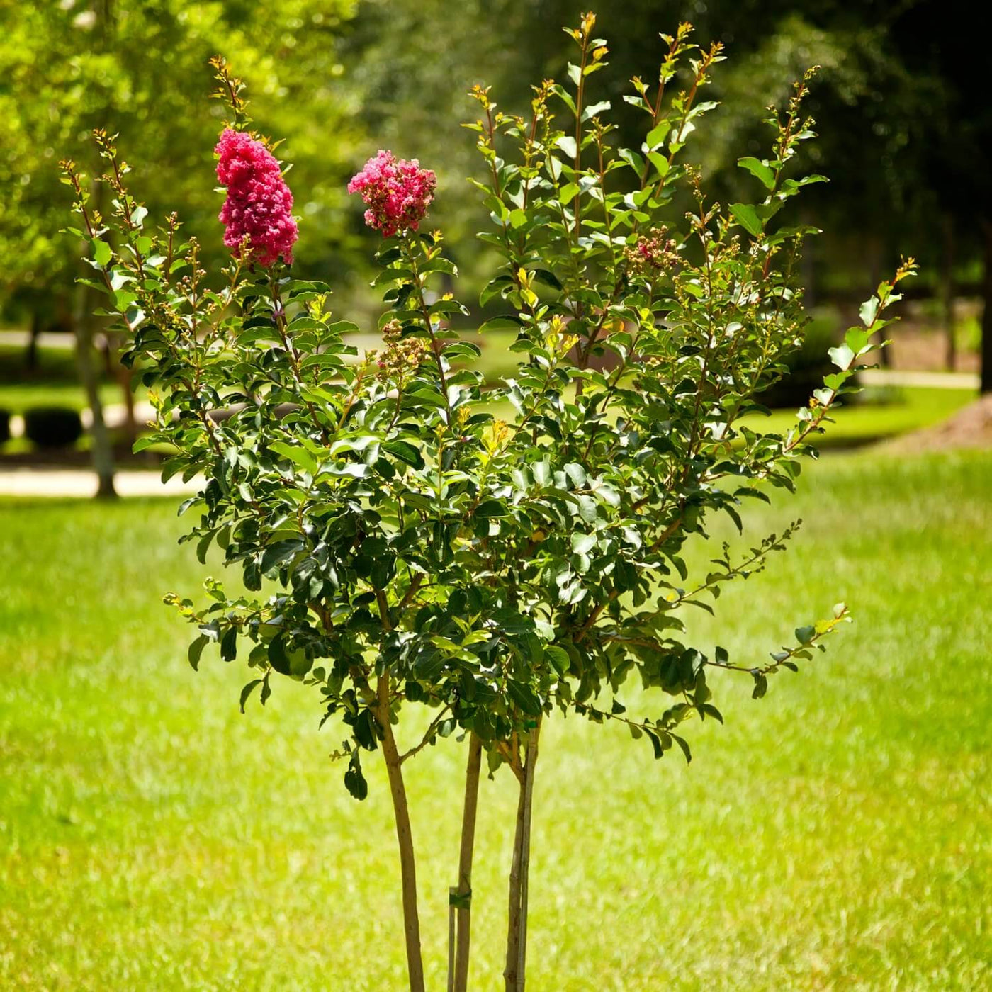 Crape Myrtle (Pink) - SereniCare