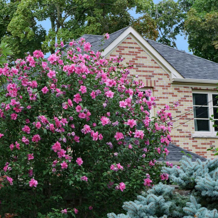 Rose of Sharon (Lucy)