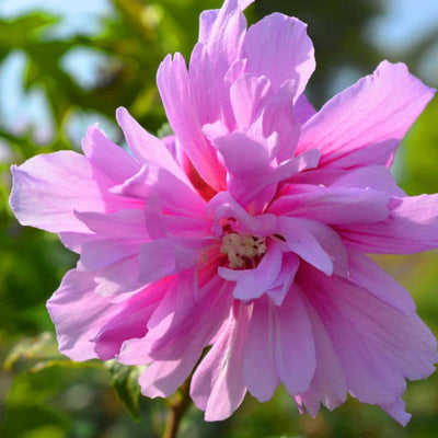 Rose of Sharon (Lucy)