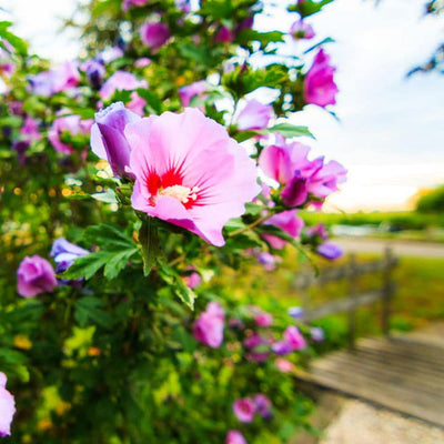 Rose of Sharon (Minerva)