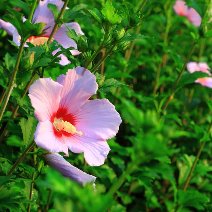 Rose of Sharon (Minerva)