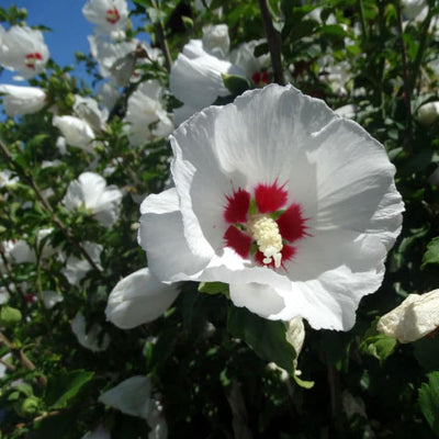 Rose of Sharon (Red Heart) - SereniCare