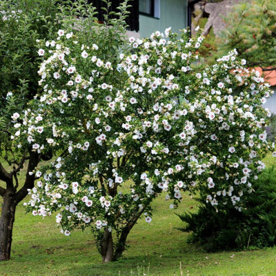 Rose of Sharon (Red Heart) - SereniCare