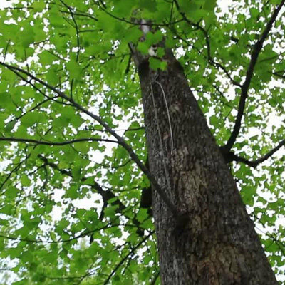 Tuliptree - Akers James