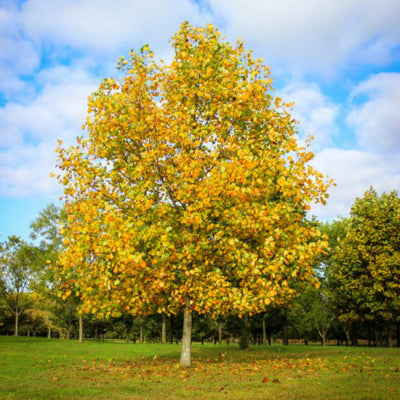 Tuliptree