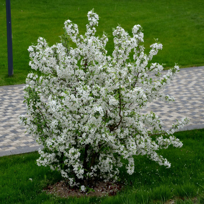 White Crabapple (Sargent) - Belk