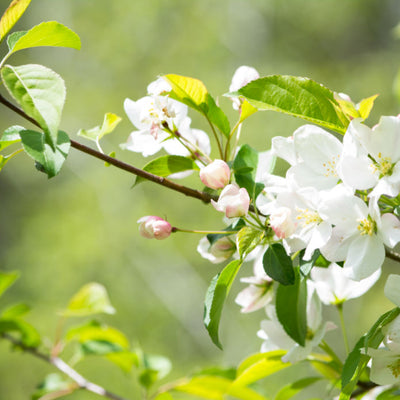 White Crabapple (Sargent)