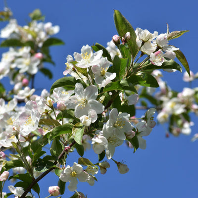 White Crabapple (Sargent) - Belk