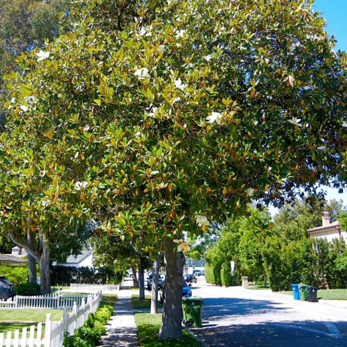 Southern Magnolia - Akers James