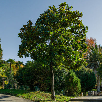 Southern Magnolia - SereniCare