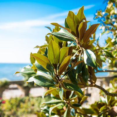 Southern Magnolia - Akers James