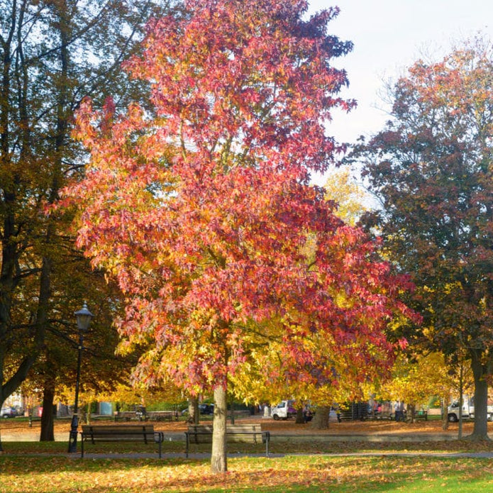 American Sweet Gum - Akers James