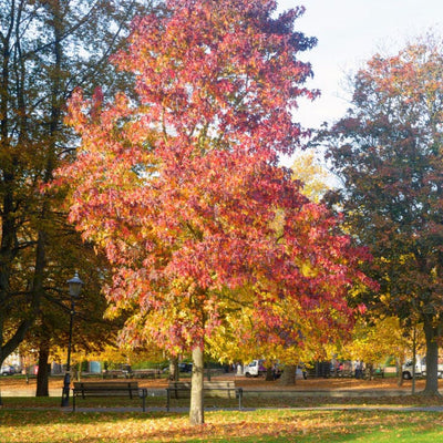 American Sweet Gum - Messenger