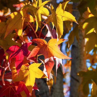 American Sweet Gum - Akers James