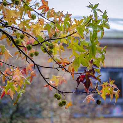 American Sweet Gum - Messenger