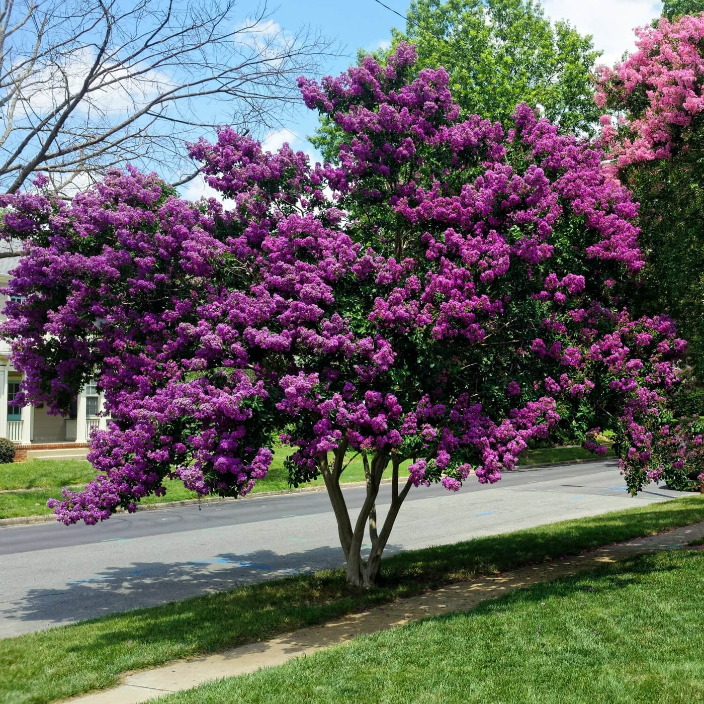 Crape Myrtle (Purple) - SereniCare