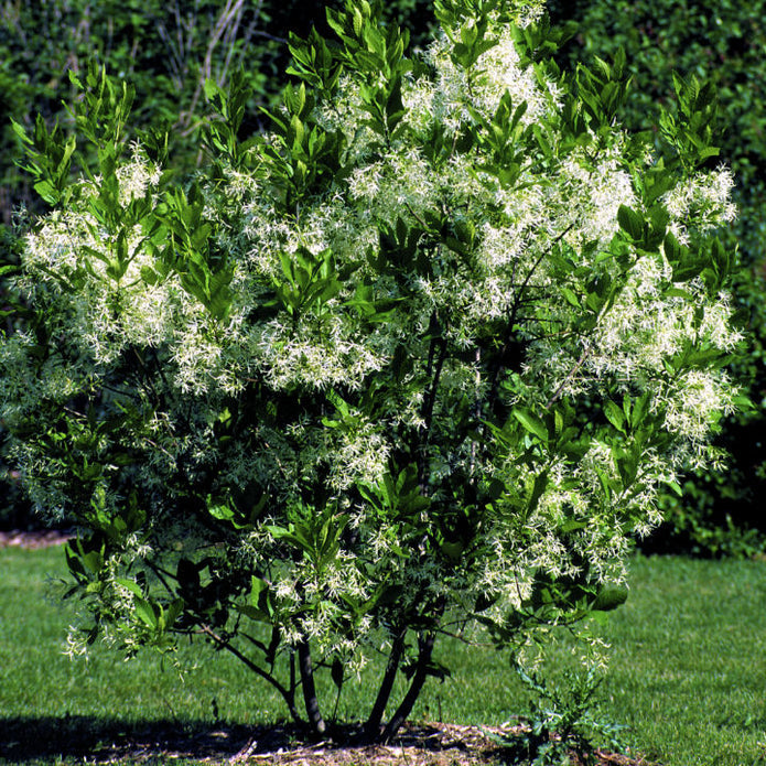 White Fringe Tree - Hyatt Ewald