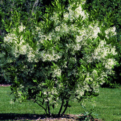 White Fringe Tree - Messenger