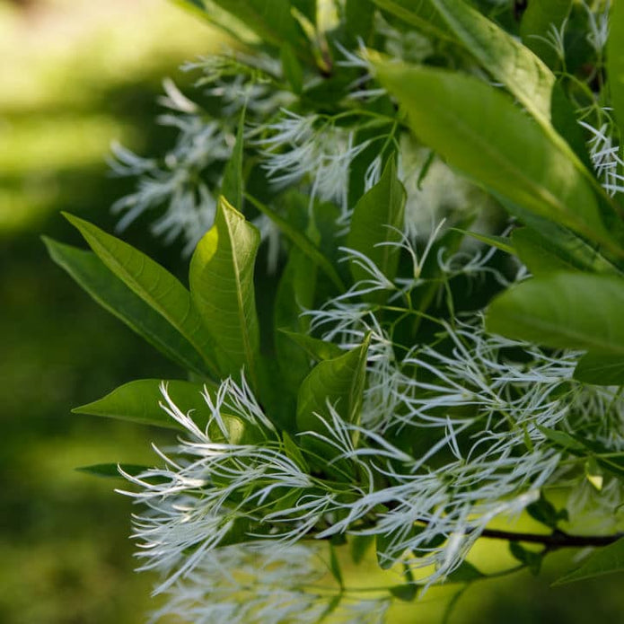 White Fringe Tree - Cremation Society