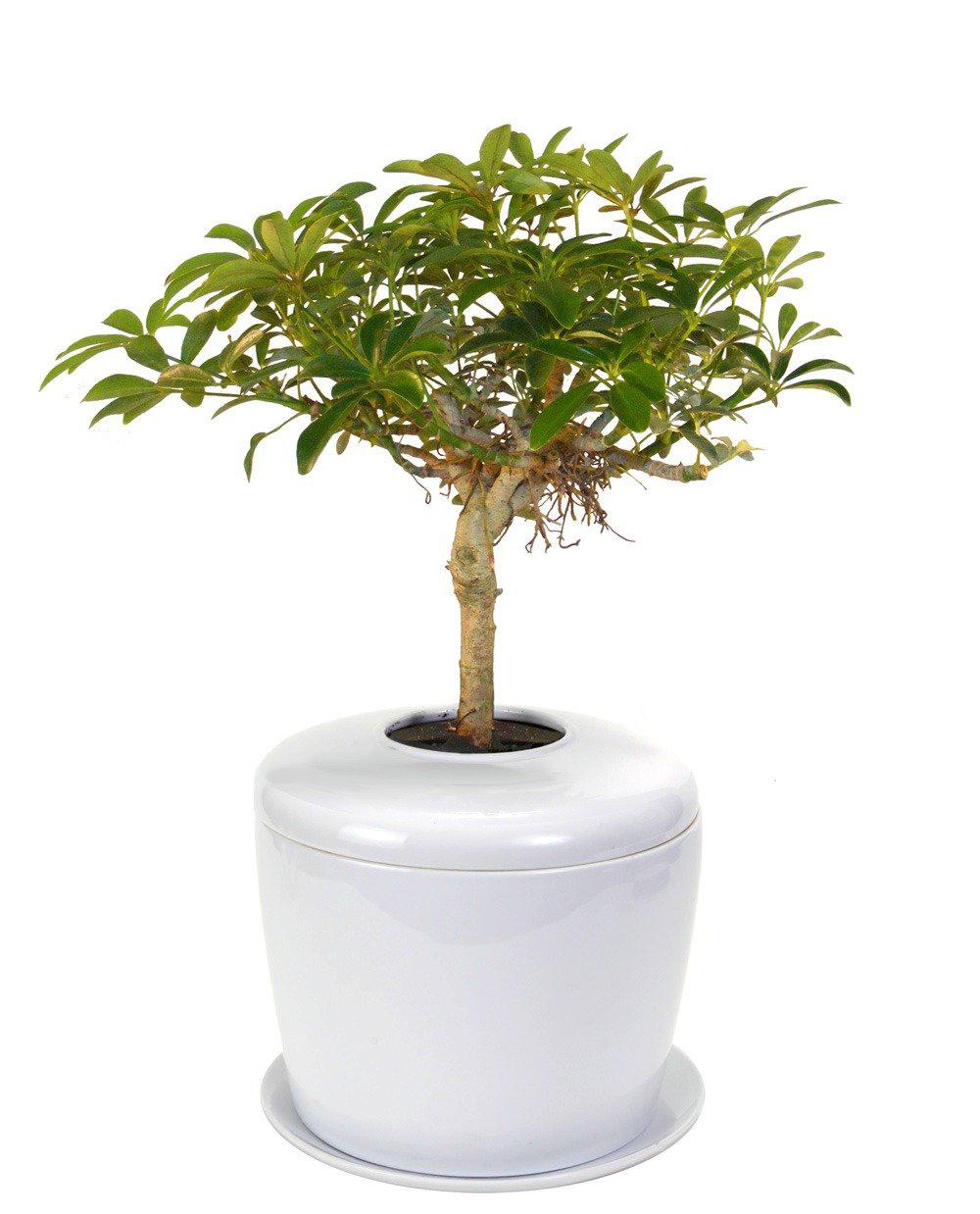 The Living Urn Indoors / Patio - Greenhaven