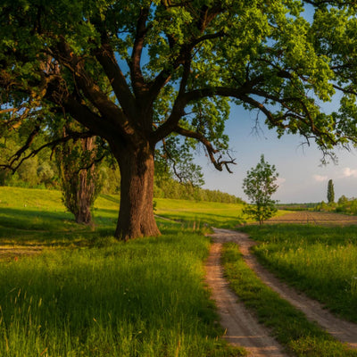 Willow Oak - Heaven Bound