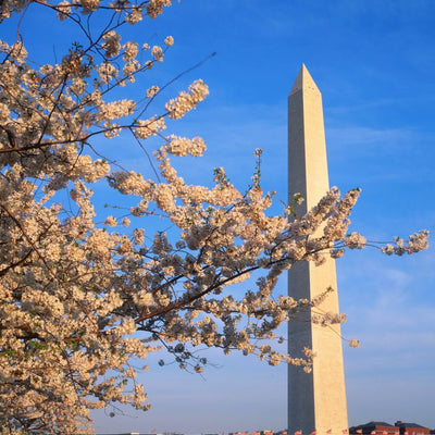 Japanese Flowering Cherry (Yoshino) - Belk