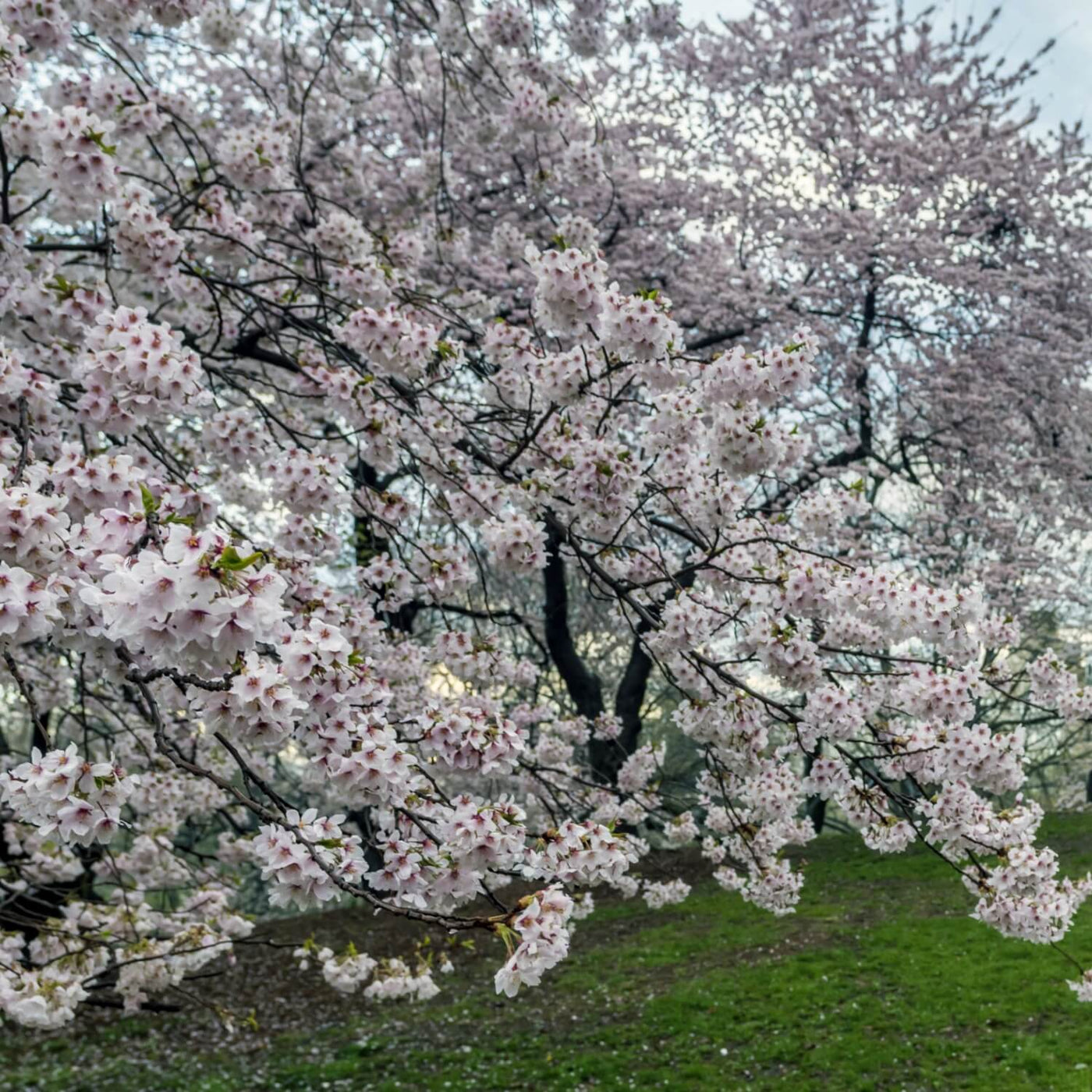 Japanese Flowering Cherry (Yoshino)