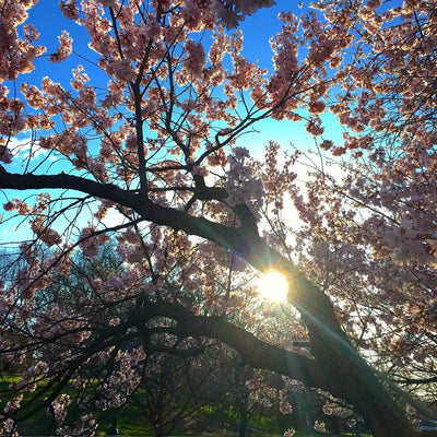 Japanese Flowering Cherry (Yoshino) - Belk