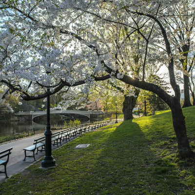 Japanese Flowering Cherry (Yoshino) - Belk