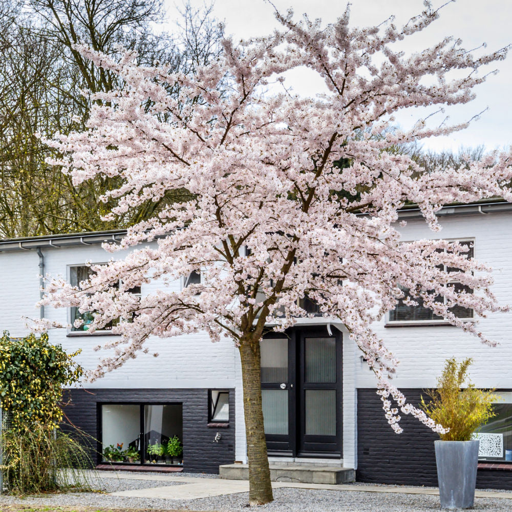 Autumnalis Flowering Cherry - Heaven Bound