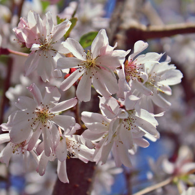 Autumnalis Flowering Cherry