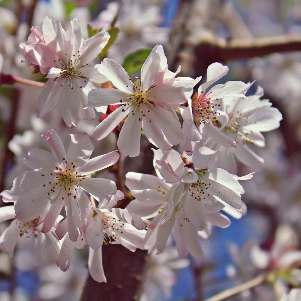 Autumnalis Flowering Cherry - Akers James