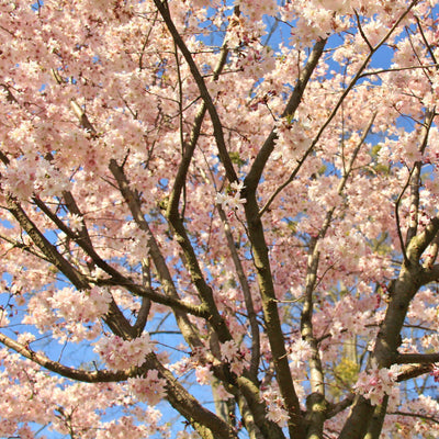 Autumnalis Flowering Cherry - Akers James