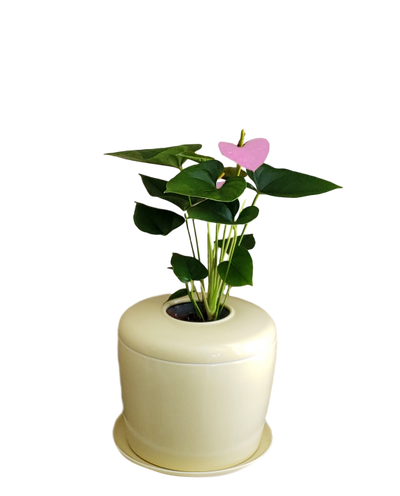 The Living Urn Indoors / Patio - Two Rivers