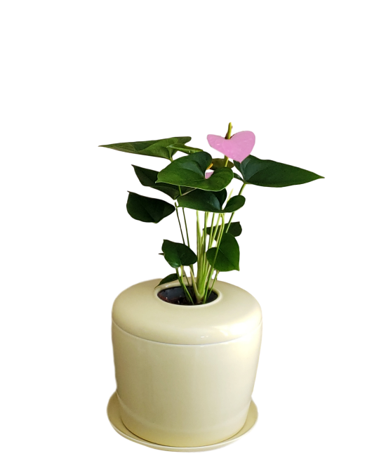 The Living Urn Indoors / Patio - Natural Grace