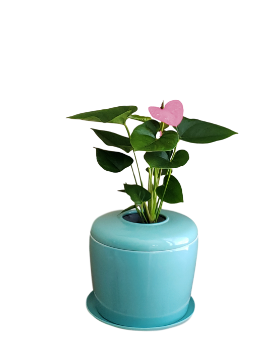 The Living Urn Indoors / Patio - Eternal Peace