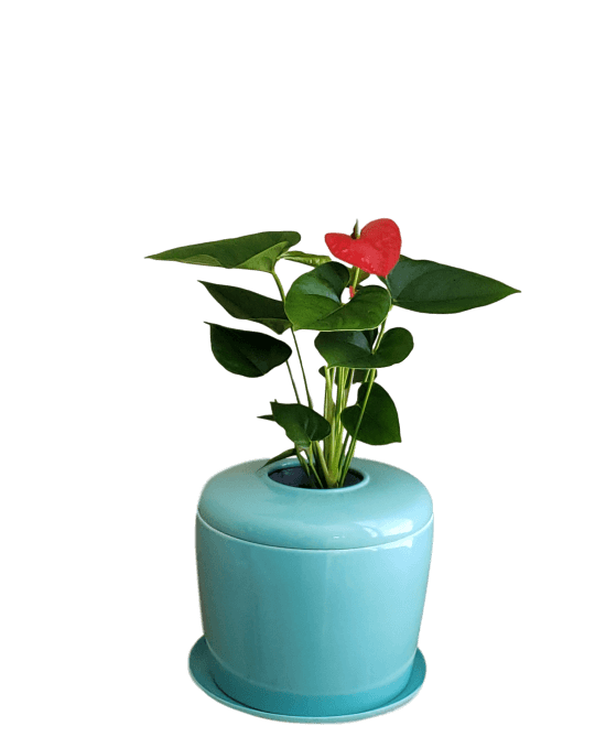 The Living Urn Indoors / Patio - Be a Tree Cremation