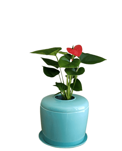 The Living Urn Indoors / Patio - Cremation Society