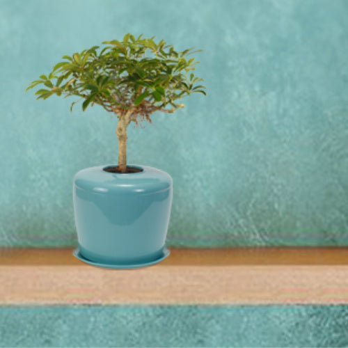 The Living Urn Indoors / Patio - Natural Grace